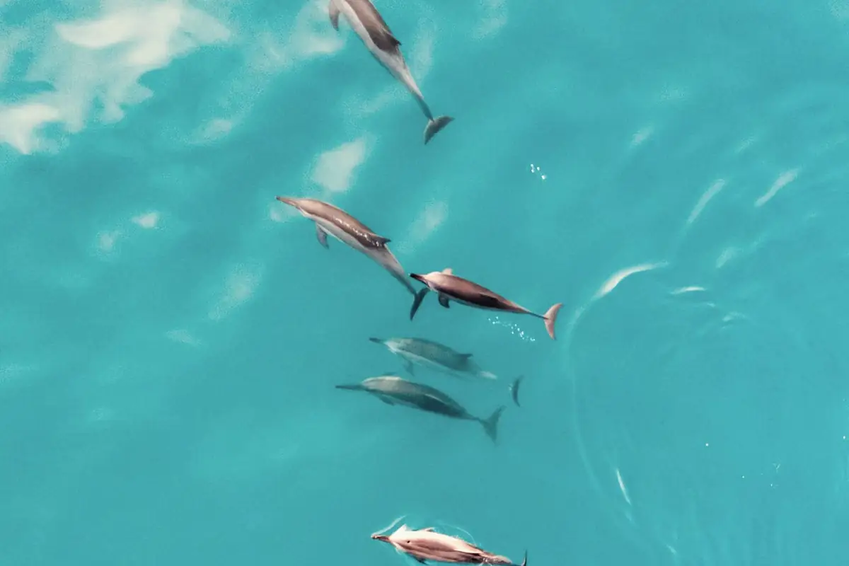 Small pod of dolphins swimming in clear turquoise water, seen from above