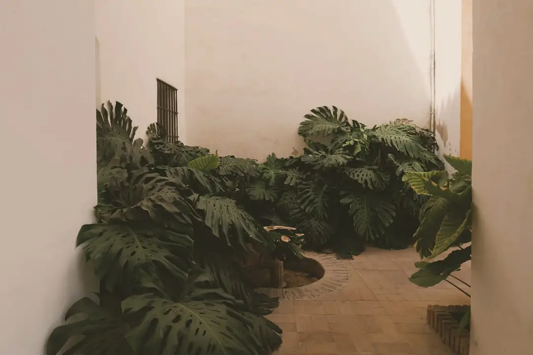 Planted courtyard enclosed by white plaster walls
