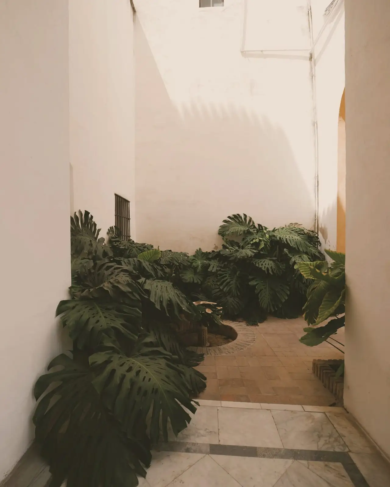 Planted courtyard enclosed by white plaster walls