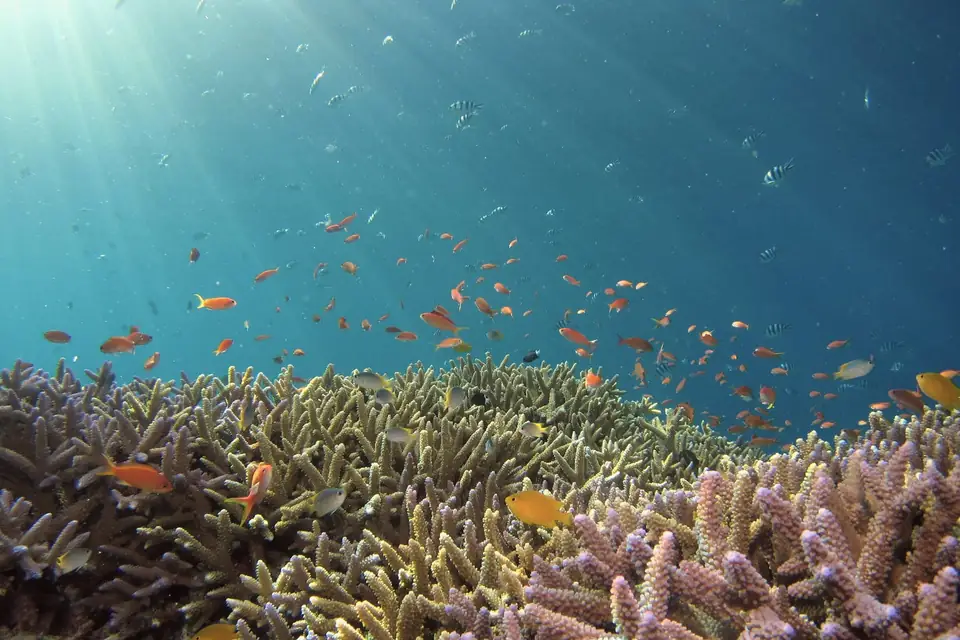 Branching coral with a cloud of small orange reef fish