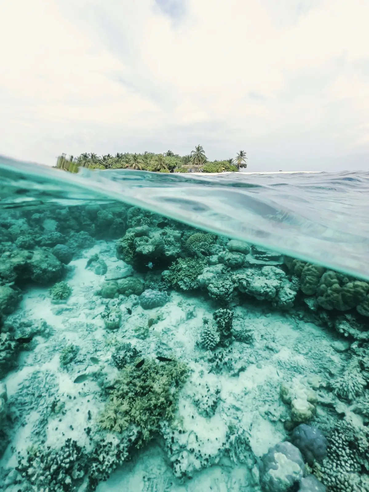 The house reef at the waterline: coral below, palms and the island above