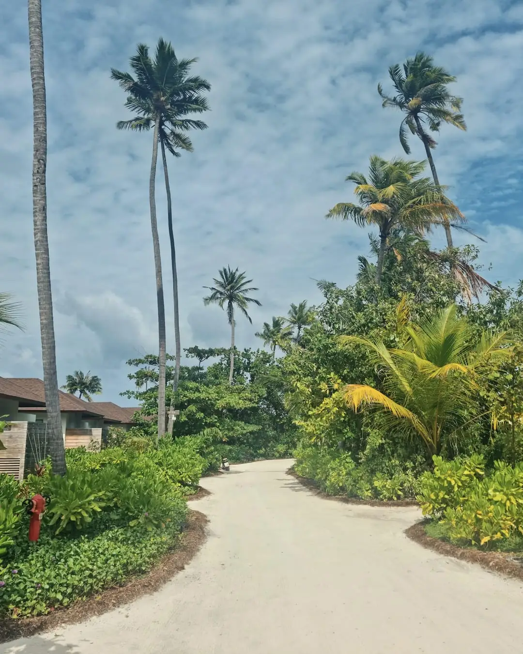 White sand path through palms and gardens on Maafushi